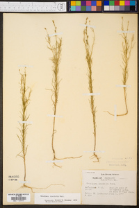 Oenothera linifolia image