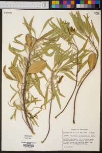 Oenothera macrocarpa image