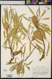 Oenothera macrocarpa image