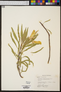 Oenothera macrocarpa image