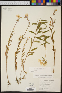 Oenothera fruticosa subsp. glauca image