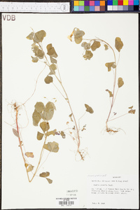 Oxalis illinoensis image