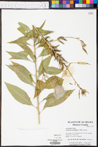 Oenothera grandiflora image