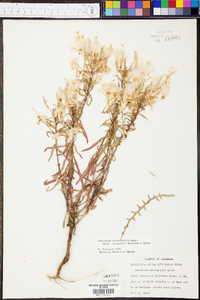 Oenothera heterophylla image