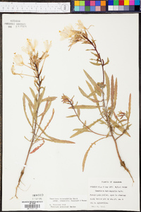 Oenothera heterophylla image