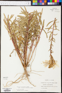 Oenothera heterophylla image