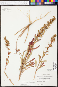 Oenothera heterophylla image