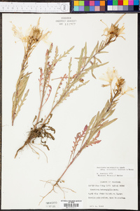 Oenothera heterophylla image