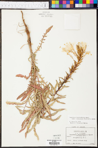 Oenothera heterophylla image