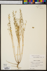 Oenothera linifolia image