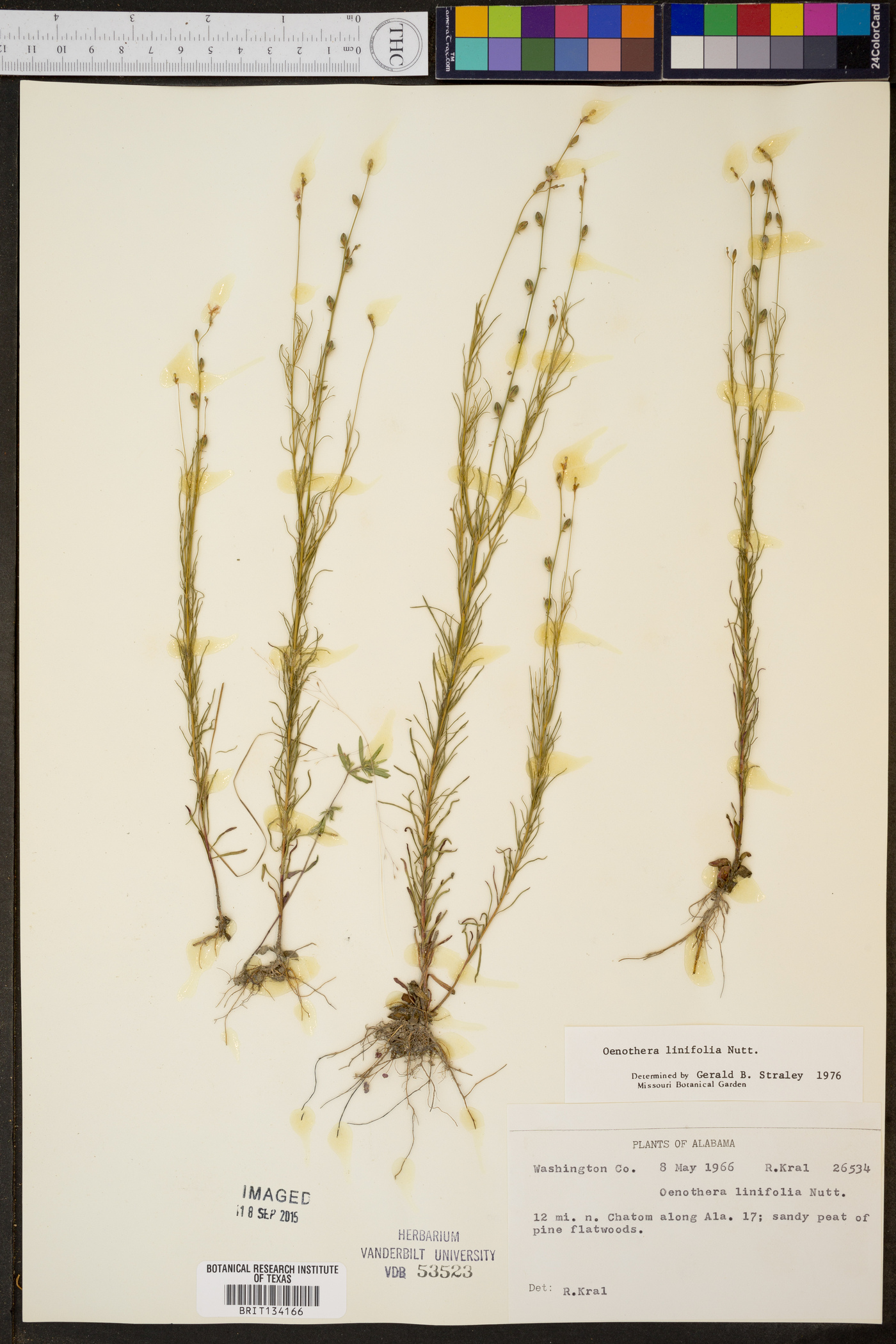 Oenothera linifolia image