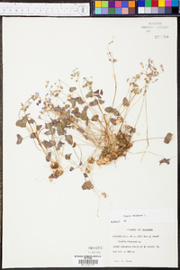 Oxalis violacea image