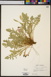 Oenothera triloba image