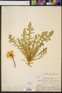 Oenothera triloba image