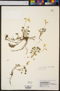 Oxalis priceae image