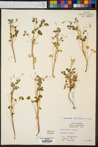 Oxalis priceae image