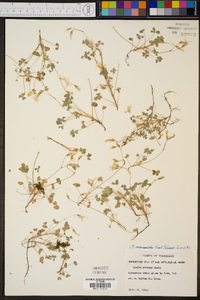 Oxalis priceae image