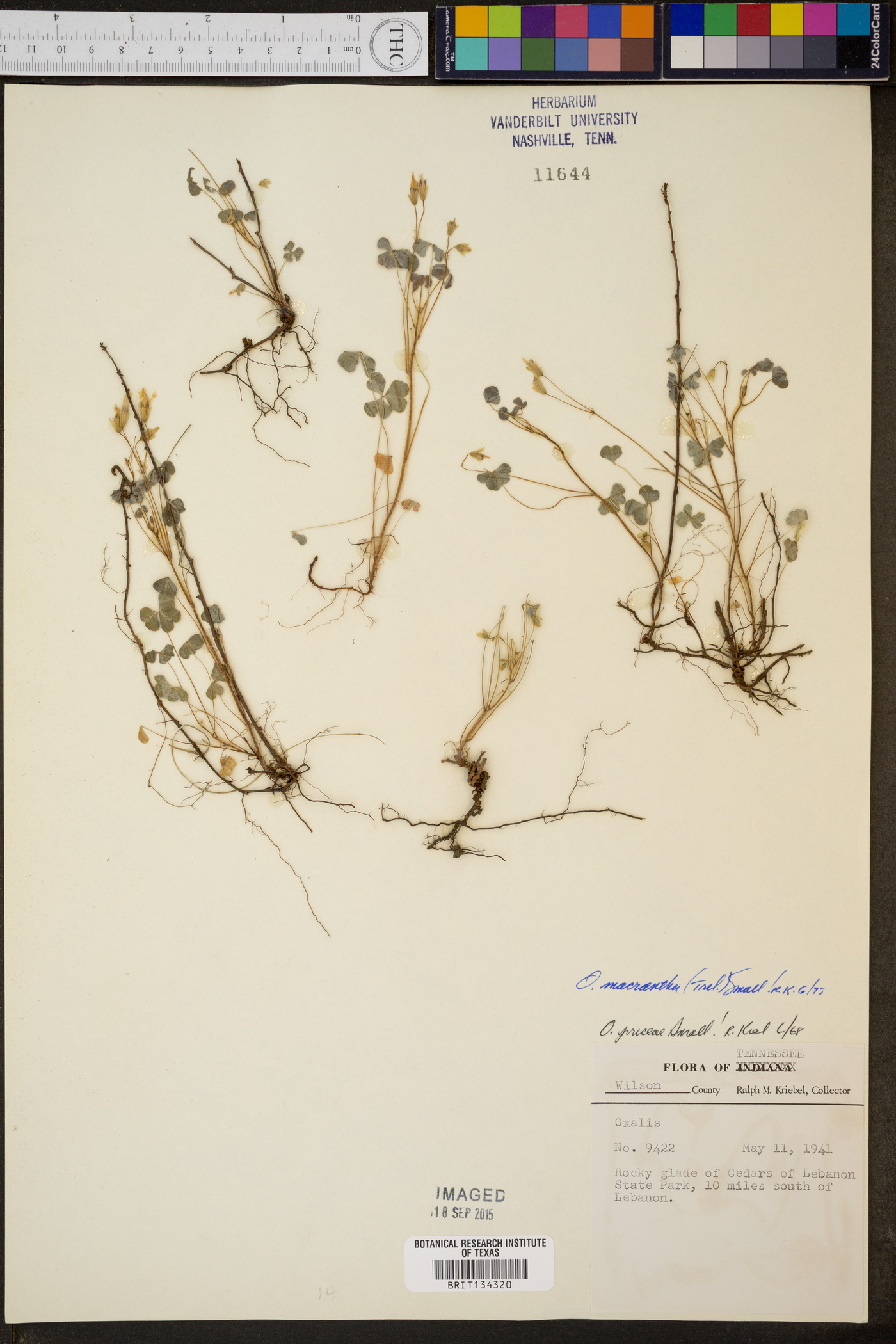 Clarkia amoena subsp. amoena image