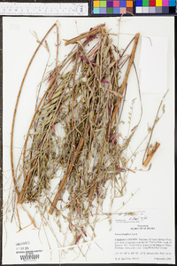 Oenothera gaura image