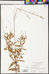 Oenothera filipes image