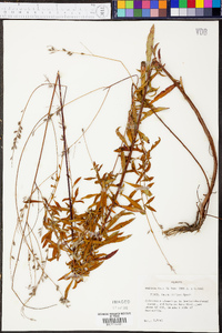 Oenothera filipes image