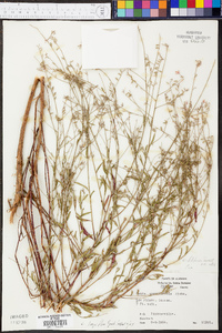 Oenothera filiformis image