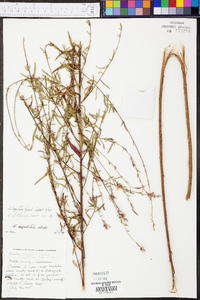 Oenothera filiformis image