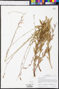 Oenothera filiformis image