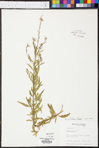 Oenothera filiformis image