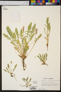 Oenothera triloba image