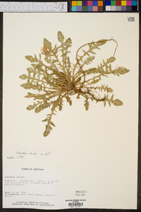 Oenothera triloba image