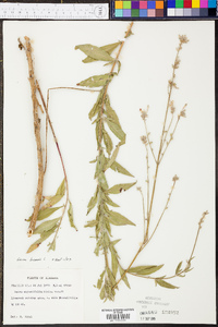 Oenothera gaura image