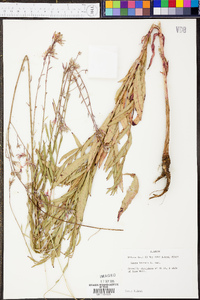 Oenothera gaura image