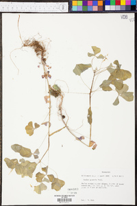 Oxalis illinoensis image