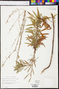 Oenothera filipes image