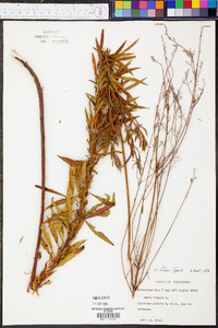 Oenothera filipes image