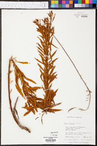 Oenothera filipes image