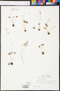 Oxalis violacea image