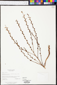 Epifagus virginiana image