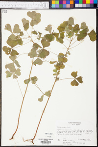 Oxalis grandis image