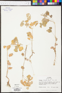 Oxalis illinoensis image