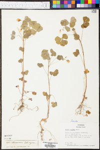 Oxalis illinoensis image