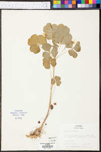 Oxalis illinoensis image