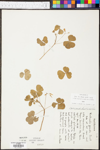 Oxalis illinoensis image