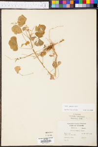 Oxalis illinoensis image