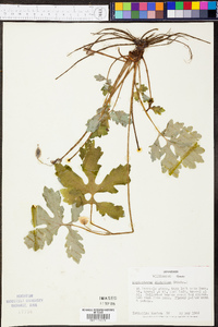 Stylophorum diphyllum image