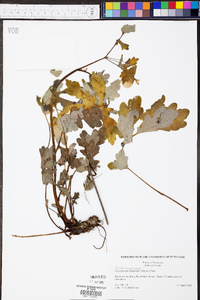 Stylophorum diphyllum image