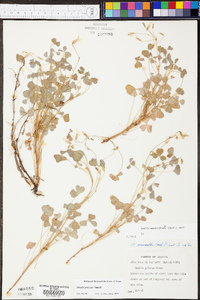 Oxalis priceae image