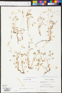 Oxalis priceae image