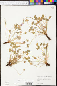 Oxalis rubra image